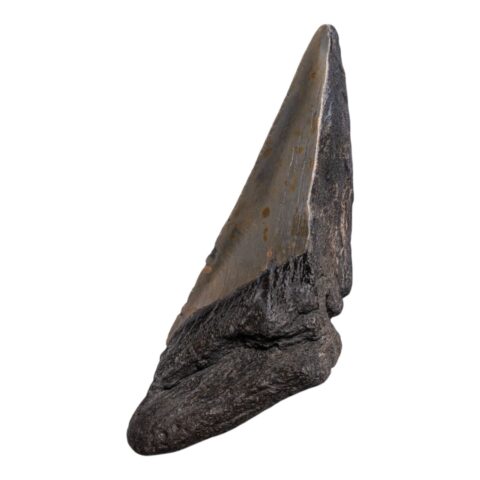 Real Megalodon Tooth - Half - 3.1041 oz