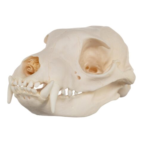 Real Aardwolf Skull - 76 g