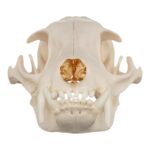 Real Aardwolf Skull – 76 g