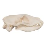 Real Aardwolf Skull – 76 g