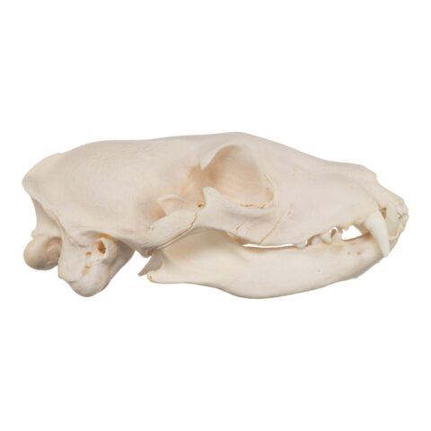 Real Aardwolf Skull - 76 g