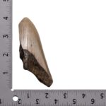Real Megalodon Tooth – Half – 2.7514 oz