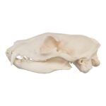 Real Aardwolf Skull – 76 g