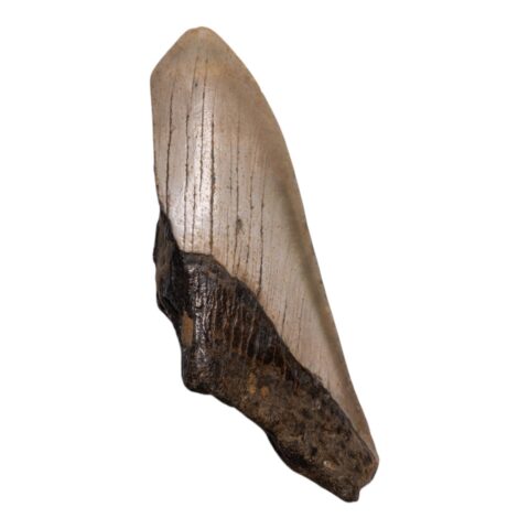 Real Megalodon Tooth - Half - 2.7514 oz