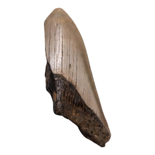 Real Megalodon Tooth – Half – 2.7514 oz