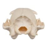 Real Aardwolf Skull – 76 g