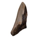 Real Megalodon Tooth – Half – 2.7514 oz