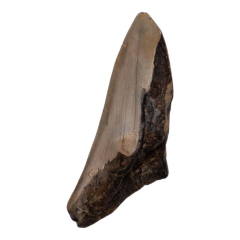 Real Megalodon Tooth - Half - 2.7514 oz