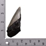 Real Megalodon Tooth – Half – 2.1164 oz