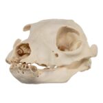 Real Aardwolf Skull