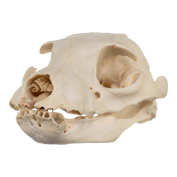 Real Aardwolf Skull – 80 g
