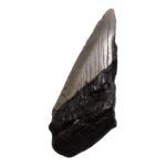 Real Megalodon Tooth – Half – 2.1164 oz