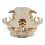 Real Aardwolf Skull
