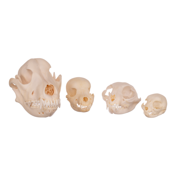 Real Domestic Dog and Cat Comparative Set (Dog, Cat, Kitten & Puppy)