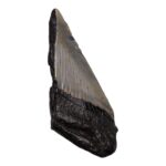 Real Megalodon Tooth – Half – 2.1164 oz