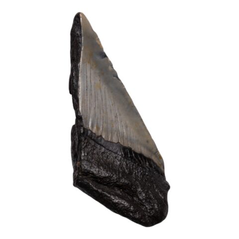 Real Megalodon Tooth - Half - 2.1164 oz