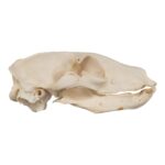 Real Aardwolf Skull
