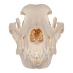 Real Domestic Dog Skull – German Shepherd