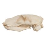 Real Aardwolf Skull