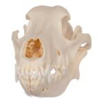 Real Domestic Dog Skull – German Shepherd