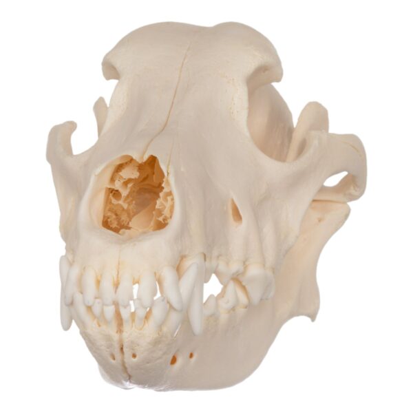 Real Domestic Dog Skull – German Shepherd