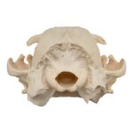 Real Aardwolf Skull