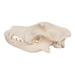 Real Domestic Dog Skull – German Shepherd