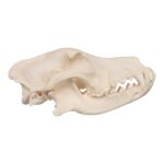 Real Domestic Dog Skull – German Shepherd