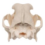 Real Domestic Dog Skull – German Shepherd