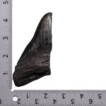 Real Megalodon Tooth – Half – 4.1623 oz
