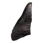 Real Megalodon Tooth – Half – 4.1623 oz