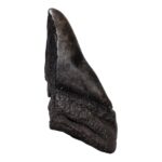 Real Megalodon Tooth – Half – 4.1623 oz