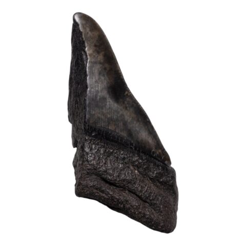 Real Megalodon Tooth - Half - 4.1623 oz