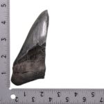Real Megalodon Tooth – Half – 4.3034 oz