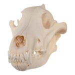 Real Gray Wolf Skull