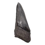 Real Megalodon Tooth – Half – 4.3034 oz