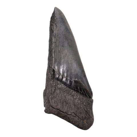 Real Megalodon Tooth - Half - 4.3034 oz