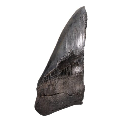 Real Megalodon Tooth - Half - 4.3034 oz