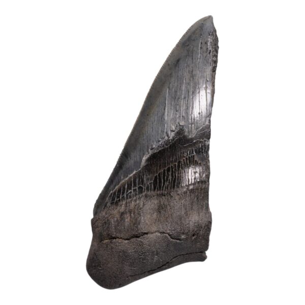 Real Megalodon Tooth – Half – 4.3034 oz