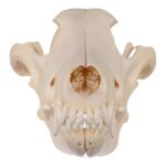 Real Gray Wolf Skull