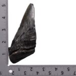 Real Megalodon Tooth – Half – 6.3493 oz