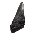 Real Megalodon Tooth – Half – 6.3493 oz