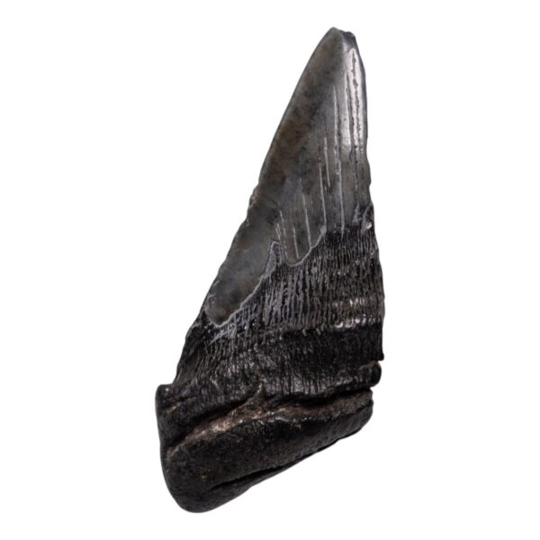 Real Megalodon Tooth – Half – 6.3493 oz