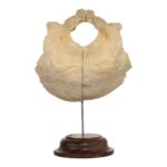 Real Human Occipital Bone on Stand