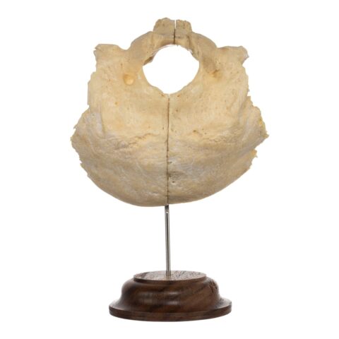 Real Human Occipital Bone on Stand