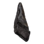 Real Megalodon Tooth – Half – 6.3493 oz