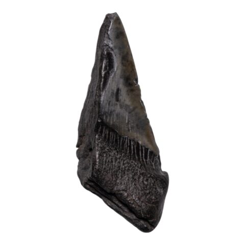 Real Megalodon Tooth - Half - 6.3493 oz