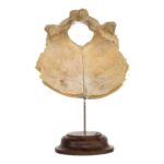 Real Human Occipital Bone on Stand