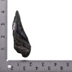 Real Megalodon Tooth – Half – 2.0459 oz
