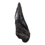 Real Megalodon Tooth – Half – 2.0459 oz